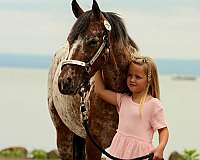 ranch-poa-pony
