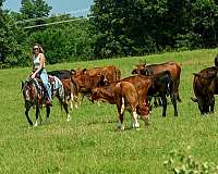 trail-poa-pony