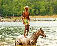 working-cattle-poa-pony