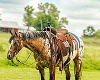 youth-poa-pony