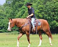 athletic-quarter-horse
