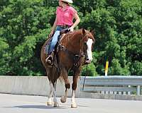 flashy-quarter-horse
