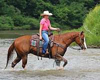 husband-safe-quarter-horse