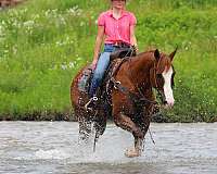 performance-quarter-horse