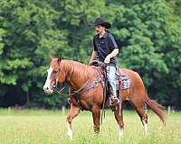 ranch-quarter-horse