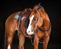 ranch-versatility-quarter-horse
