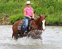ranch-work-quarter-horse