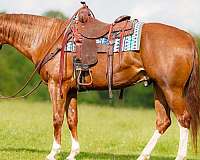 roping-quarter-horse