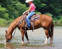 show-quarter-horse