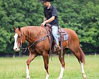 trail-quarter-horse