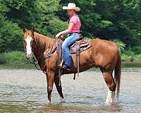 trail-riding-quarter-horse