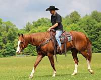 western-riding-quarter-horse
