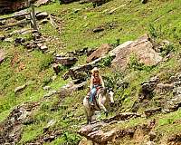 ranch-work-quarter-horse