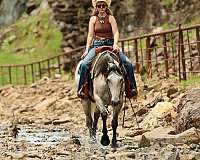 trail-riding-quarter-horse