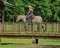 western-riding-quarter-horse