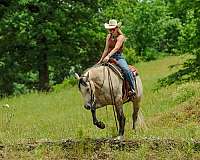 grey-quarter-horse-gelding