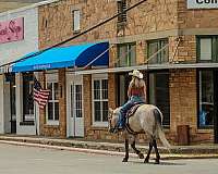 working-cattle-quarter-horse