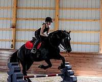 beginner-friesian-horse