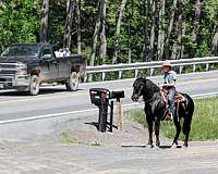 cross-friesian-horse