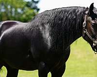 athletic-friesian-horse