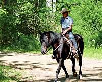 flashy-friesian-horse