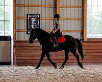 jumping-friesian-horse