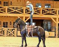 kid-safe-friesian-horse