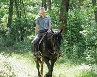 ranch-friesian-horse