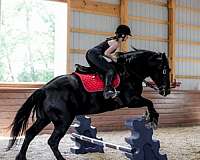 ranch-work-friesian-horse