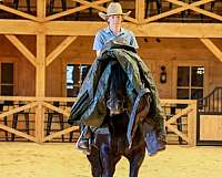 ridden-english-friesian-horse