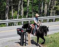 ridden-western-friesian-horse