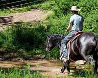 trail-friesian-horse