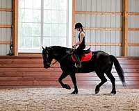 trail-riding-friesian-horse