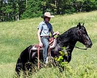 youth-friesian-horse