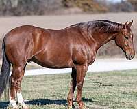 show-quarter-horse