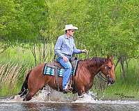 trail-riding-quarter-horse