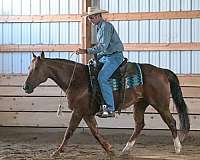 working-cattle-quarter-horse