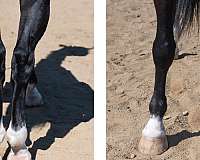 adha-saddlebred-horse