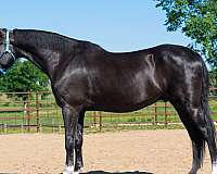 all-around-saddlebred-horse
