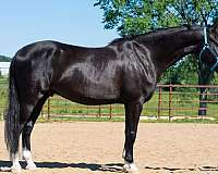 athletic-saddlebred-horse