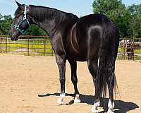 cross-saddlebred-horse