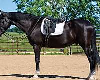 dressage-saddlebred-horse