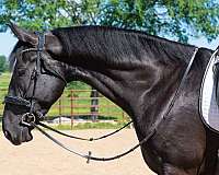 flashy-saddlebred-horse