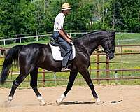 parade-saddlebred-horse