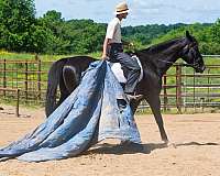 performance-saddlebred-horse