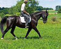 ridden-english-saddlebred-horse