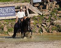 show-saddlebred-horse