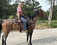 rides-gentle-quarter-horse