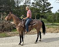 pastern-gelding