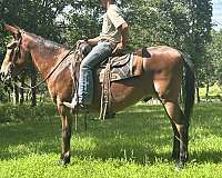 cheyenne-mule